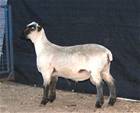 Coyote Acres Torry 472N